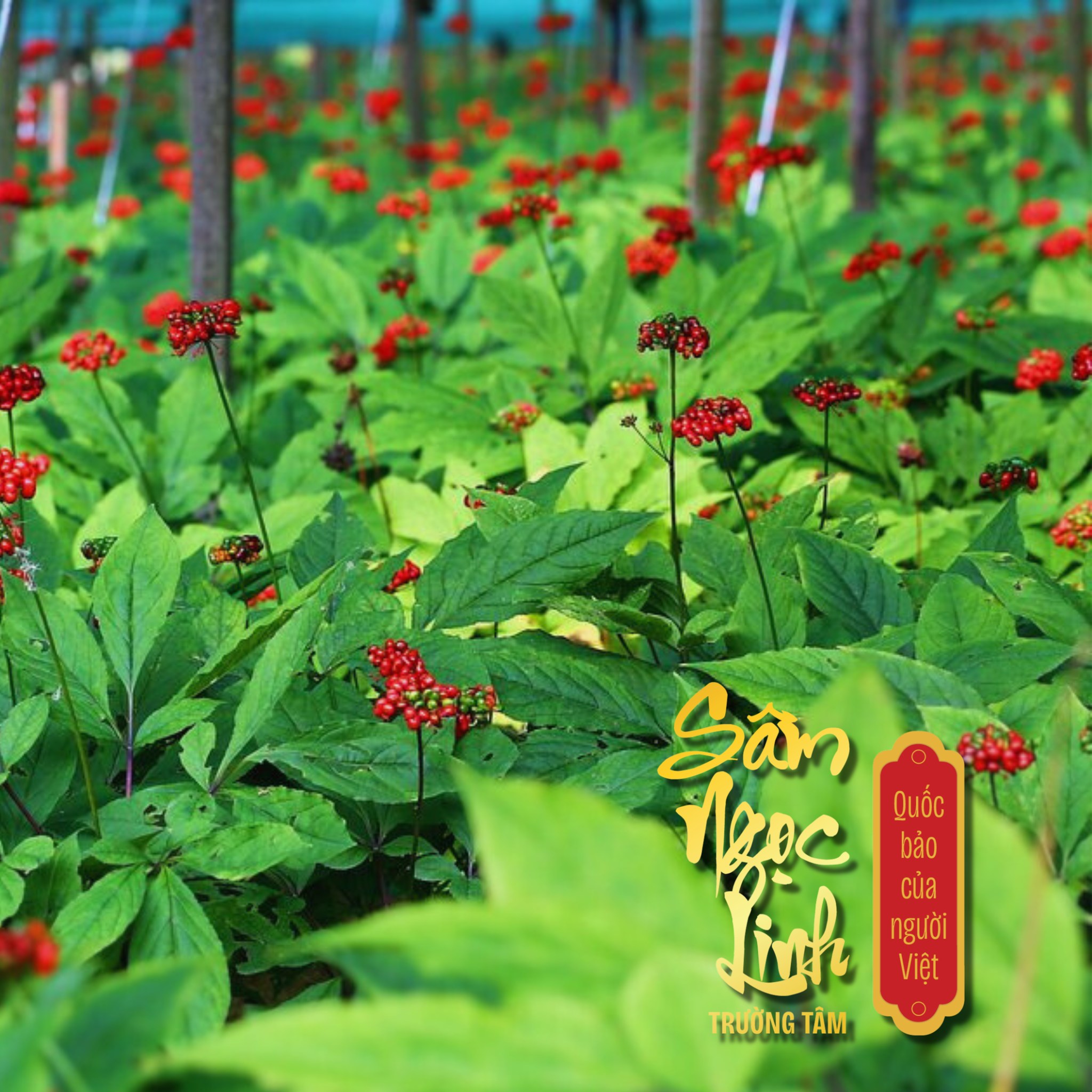 Nguồn gốc nguyên <br/> liệu minh bạch